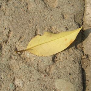 中国女人艳情快播
